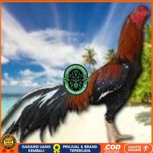 

telur ayam bangkok original untuk di tetaskan UD_SUPER_UNGGUL_ID