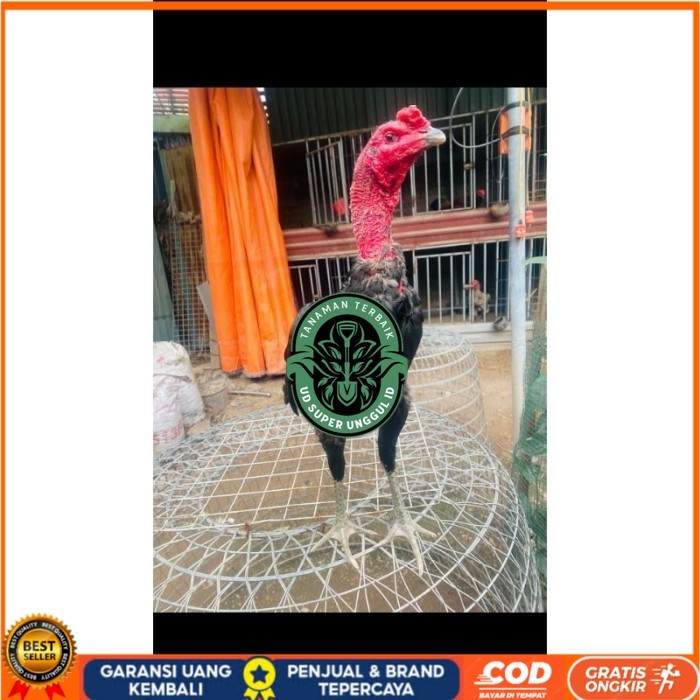 

Ganoi (telur fertill) original berkualitas UD_SUPER_UNGGUL_ID