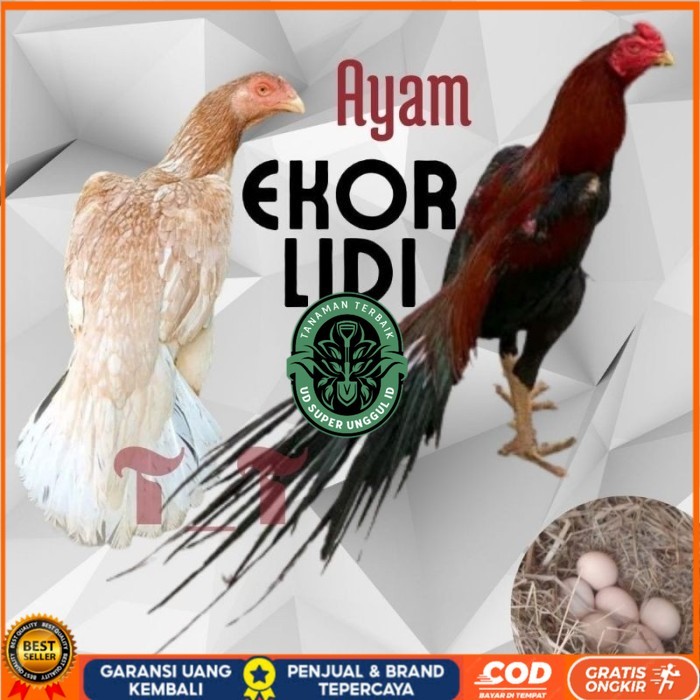 

telur ayam ekor lidi asli original bisa untuk di tetaskan UD_SUPER_UNGGUL_ID