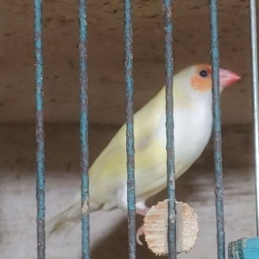 GOLD AMADINE BETINA KUNING