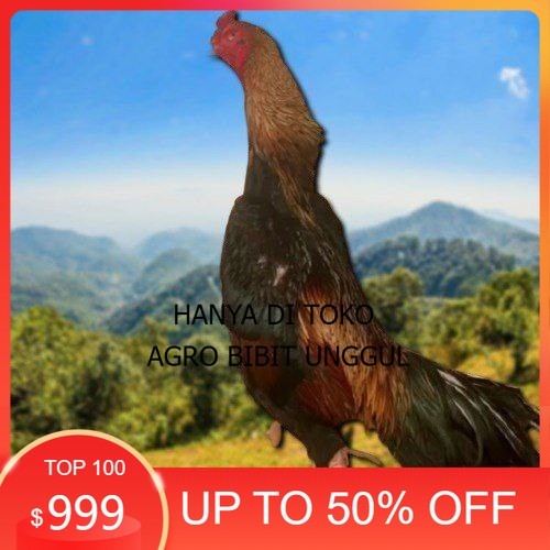 

telur fertil ayam shamo super garansi agro.bibit.unggul