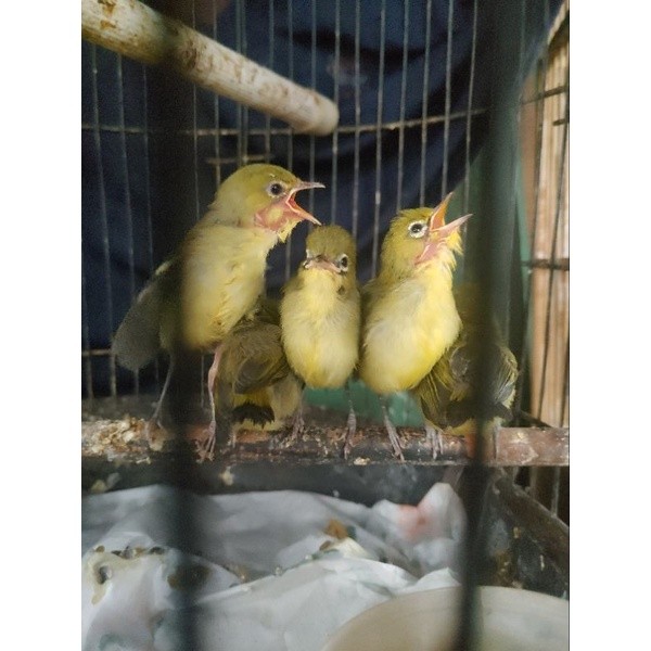 PLECI PACITAN ANAKAN LOLOHAN PILIHAN JANTAN ( SATUAN )