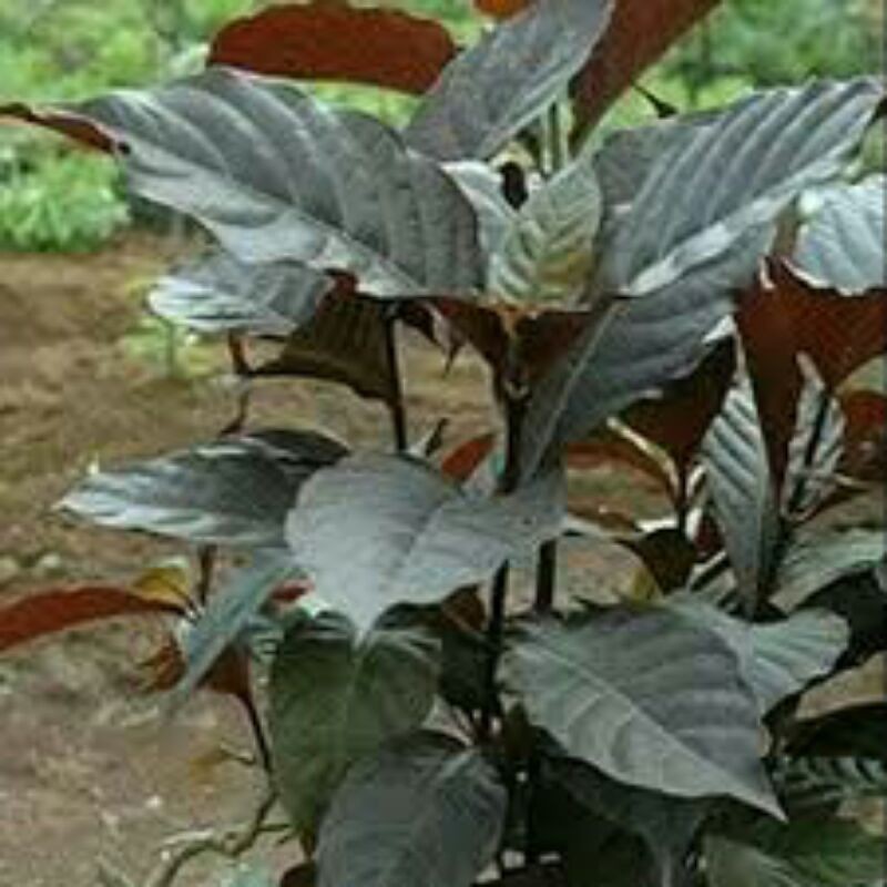 

daun handeuleum / daun ungu perlembar ,