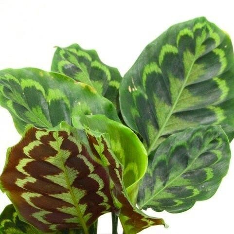 calathea merak peacock besar