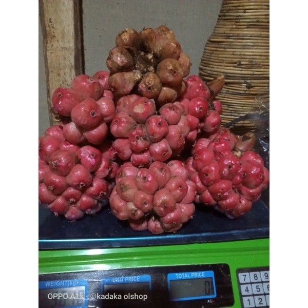 

COD 1 kg buah honje segar/asam cekala/asam patikala/buah Kecombrang bumbu masak/penyedap rasa ready .