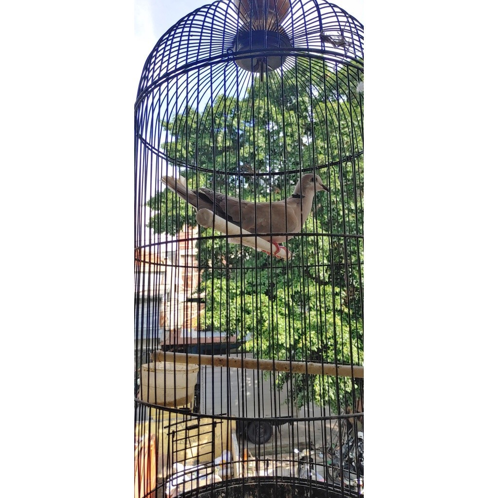 burung puter pelung gacoran