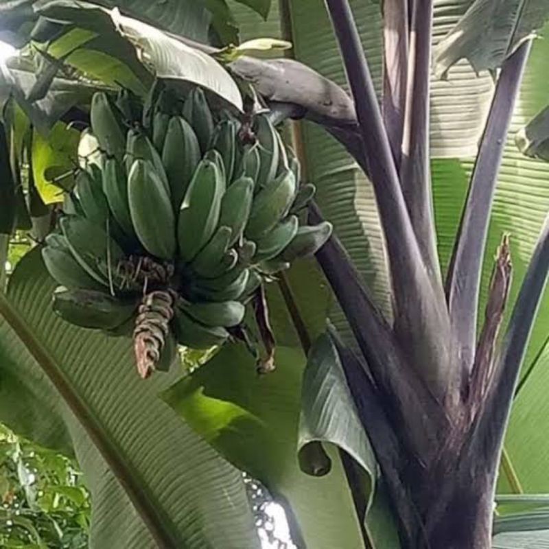 PROMO Bibit Pisang Klutuk Wulung / Pisang Manggala / Pisang Batu