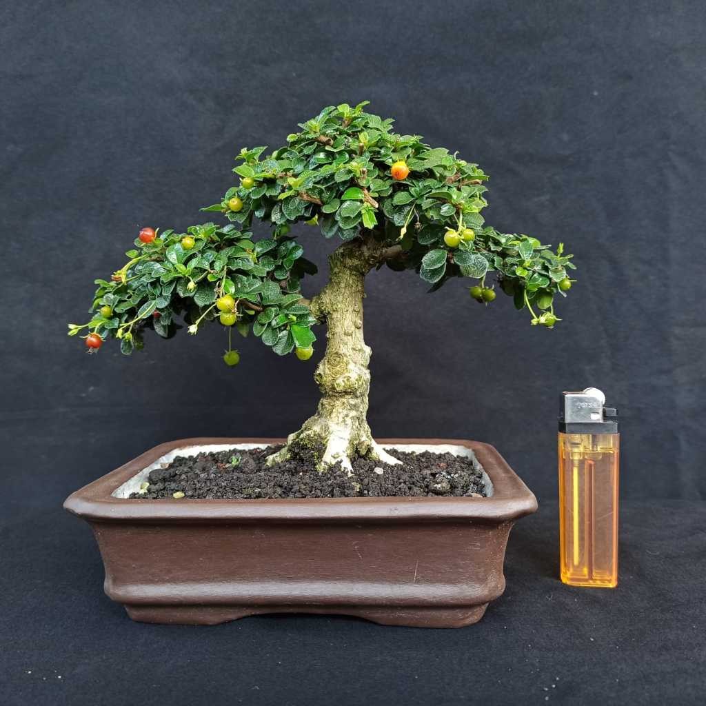 Bonsai Naturali Hokianti Mikro Buah Small Siap Pajang Sesuai Foto / Gambar Kelas Pameran Internasion