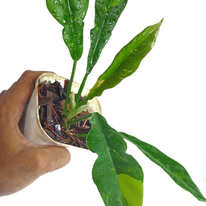 Ring of fire varigata Philodendron