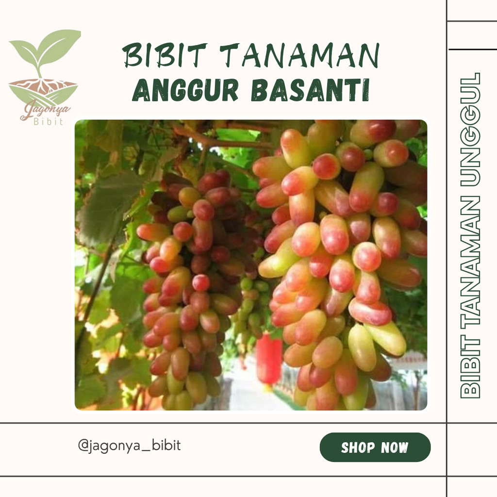 

anggur import jenis basanti