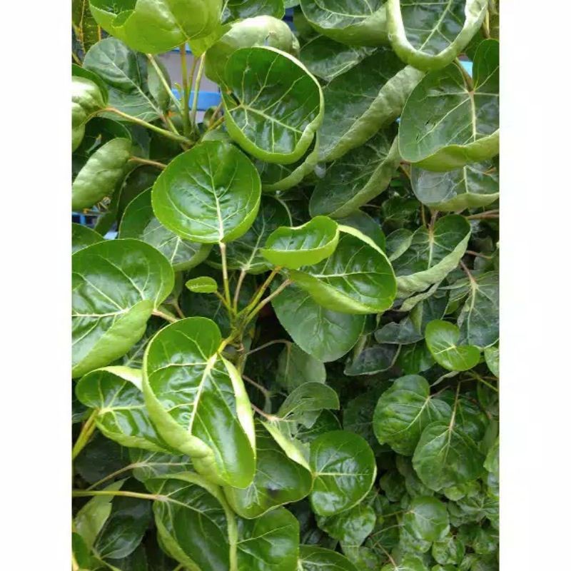 

Daun Mangkokan Segar langsung dipetik Dari pohonnya (Nothopanax Scutellarium Merr)