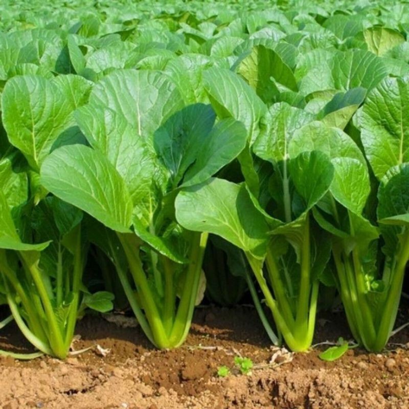 100 benih bibit sayur sawi manis hijau promo