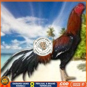 

telur ayam bangkok original untuk di tetaskan UD GHANIYY BIBIT ID