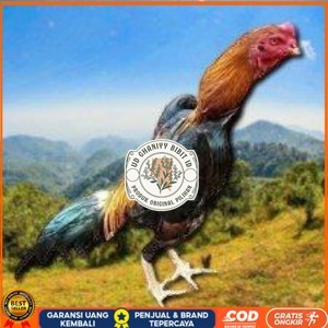 

telur ayam shamo eropa ori bisa untuk di tetaskan super garansi UD GHANIYY BIBIT ID