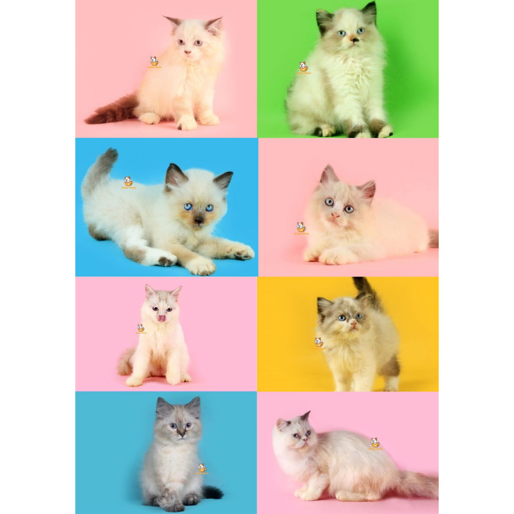 Kucing Ragdoll Mix Persia - Kitten & Adult - Sudah Vaksin & FREE Aksesoris