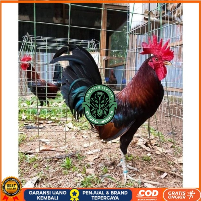 

Telur Ayam Fhilipin Hanya Untuk Ditetaskan original berkualitas UD_SUPER_UNGGUL_ID