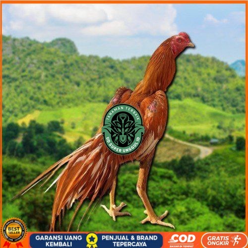 

telur Ayam Bangkok Clasik ekor lidi Fertil UD_SUPER_UNGGUL_ID