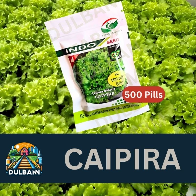 PROMO / Benih Selada Caipira Lettuce Batavia 500 Pills NEW