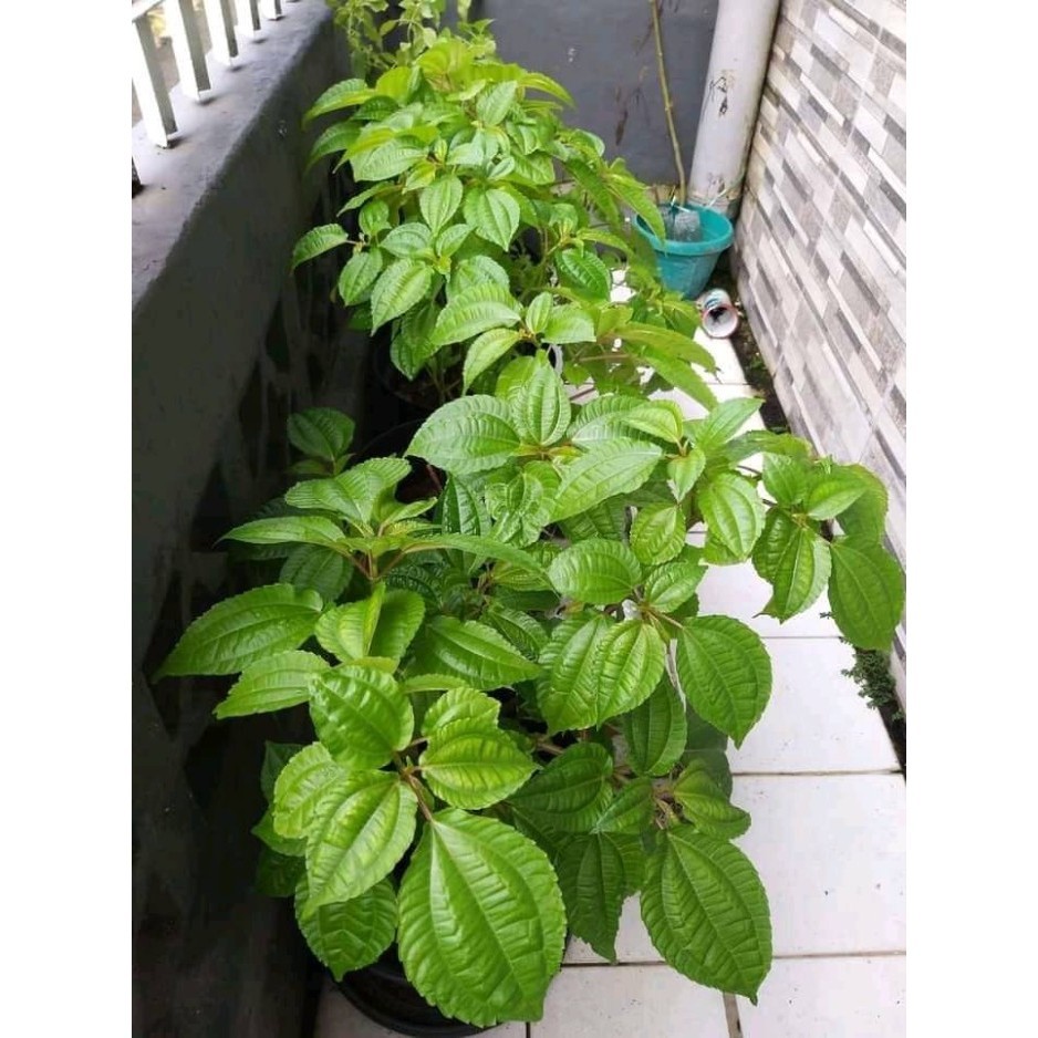 

Ready stok New DAUN POHPOHAN 250 gram SEGAR OBAT SUPLEMEN