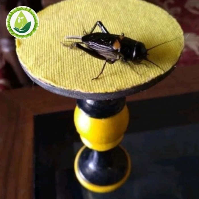 JK SUPER BIGE jangkrik aduan/jangkrik kalung/jangkrik mastran/jangkrik bunyi