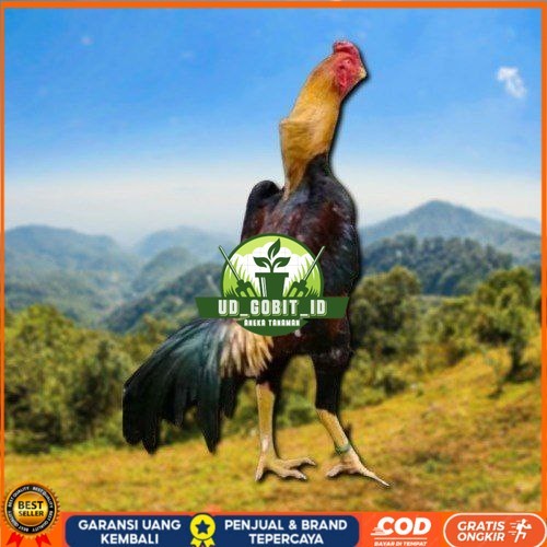 

telur tetas ayam shamo asli ori UD_GOBIT_ID