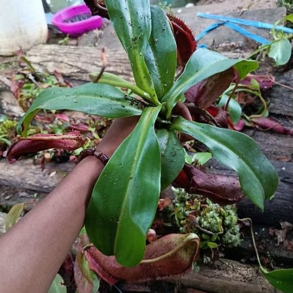 Anggrek Langka Kantong Semar Elegan Dengan Pot Dan Media tanam