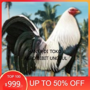 

telur ayam philipin asli AK47 bisa untuk di tetaskan agro.bibit.unggul