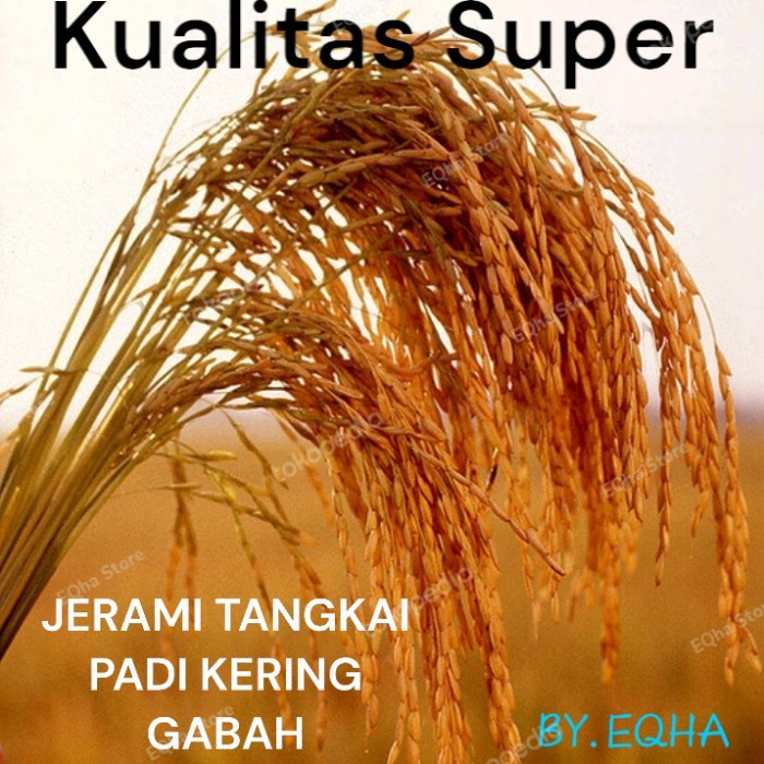 

NEW SALE!~ [Terlaris] padi kering gabah 10 tangkai