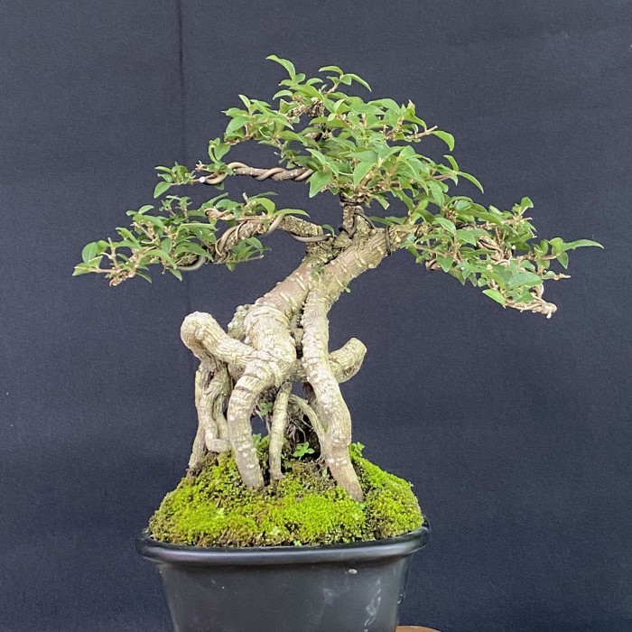 bonsai sakura mickro sudah jadi tinggal naruh termasuk pot