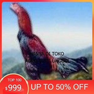 

telur ayam cos shamo asli untuk di tetaskan agro.bibit.unggul