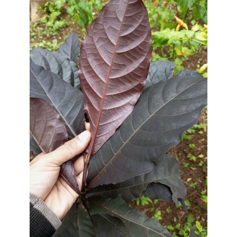 

Daun handelem daun ungu perlembar obat segala penyait ,