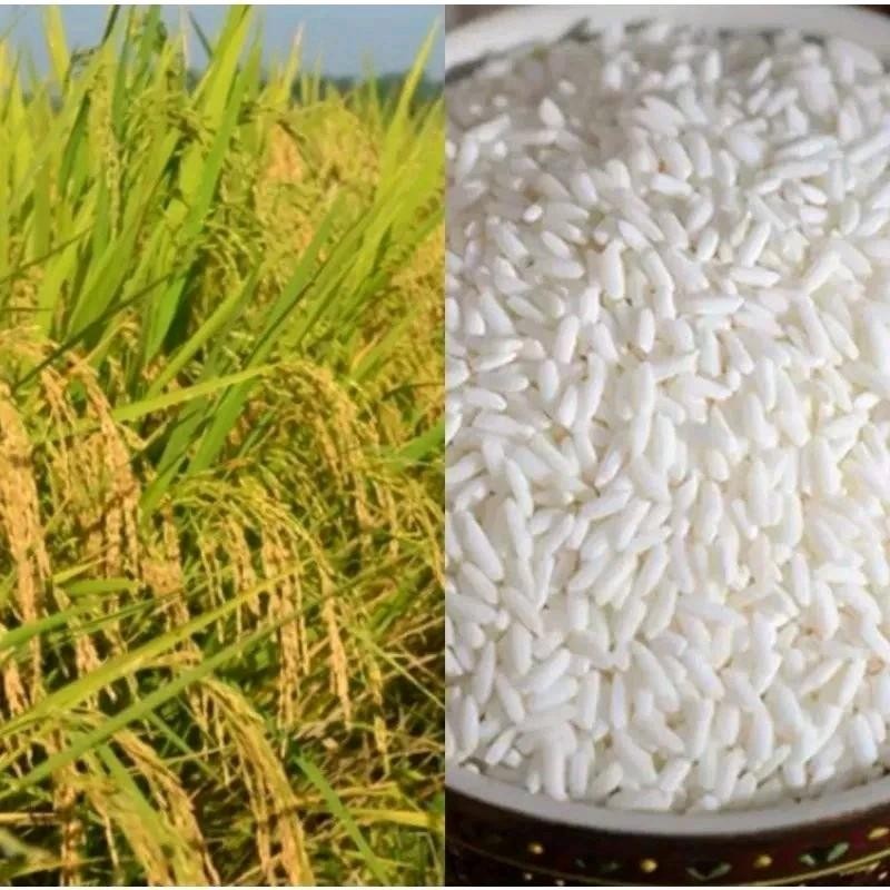 

1KG GABAH KETAN PUTIH GRENDEL Diet terlaris