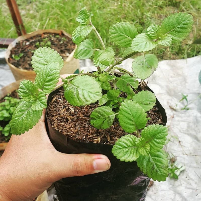 Daun CINCAU HITAM - Bibit Tanaman Cincau Hitam - Daun Mesona Palustris - Janggalan