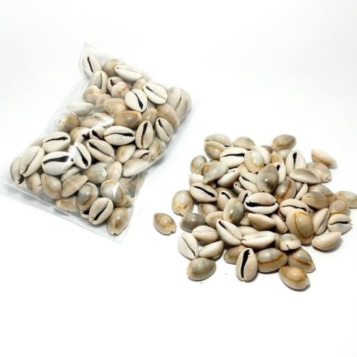 biji congklak asli kerang Besar BAGUS original isi 100 pcs