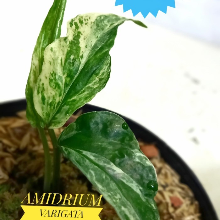 amidrium varigata