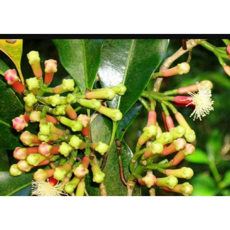 bibit cengkeh super zam