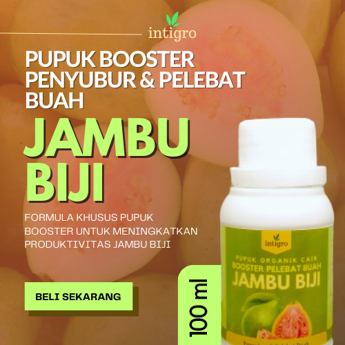 Booster Jambu Kristal Pupuk Jambu Kristal Agar Cepat Berbuah Boster Jambu Kristal Booster Jambu Kris