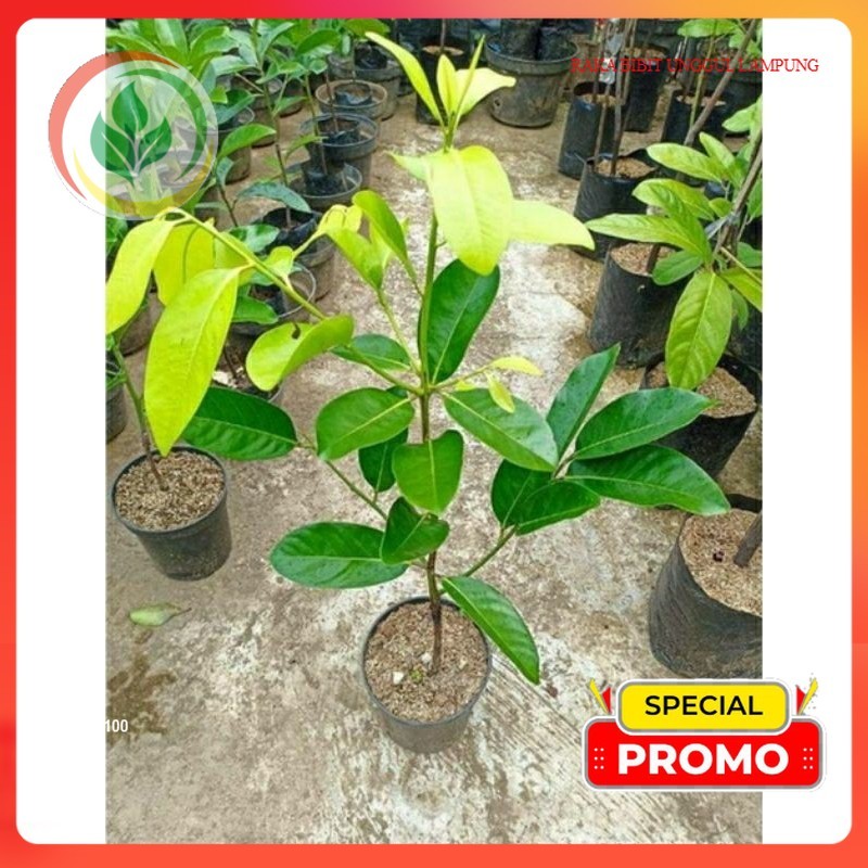 Tinggi 100 Cm Up. Bibit Black Sapote Jumbo/Sawo Hitam. Asli Tanaman Okulasi Cepat Berbuah...