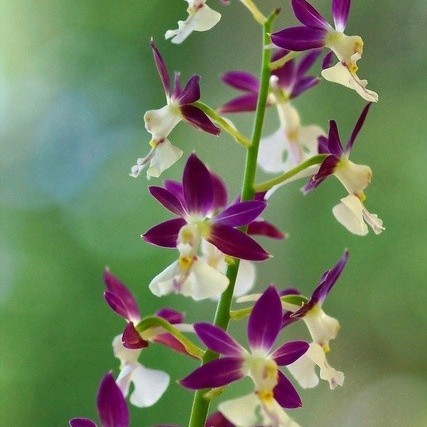 tanaman hias anggrek epidendrum purple eyes