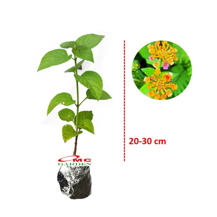 Lantana Camara Tembelekan Orange Pink Bibit Pohon Berakar Bonsai 2030 BARANG BARU