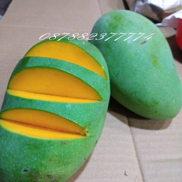 

UD BUAH 3 SAUDARA MANGGA HARUM MANIS SUPER PROBOLINGGO