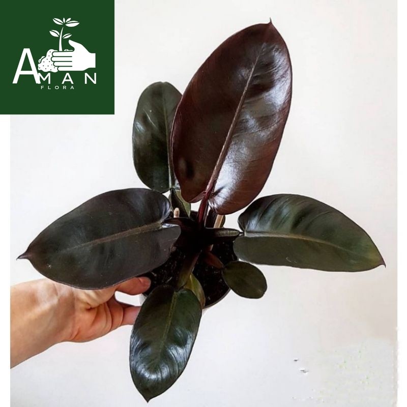 # ( BISA COD ) PROMO Tanaman Hias Philo Black Cardinal Asli / Bunga Hias Philodendroon Black Kardina