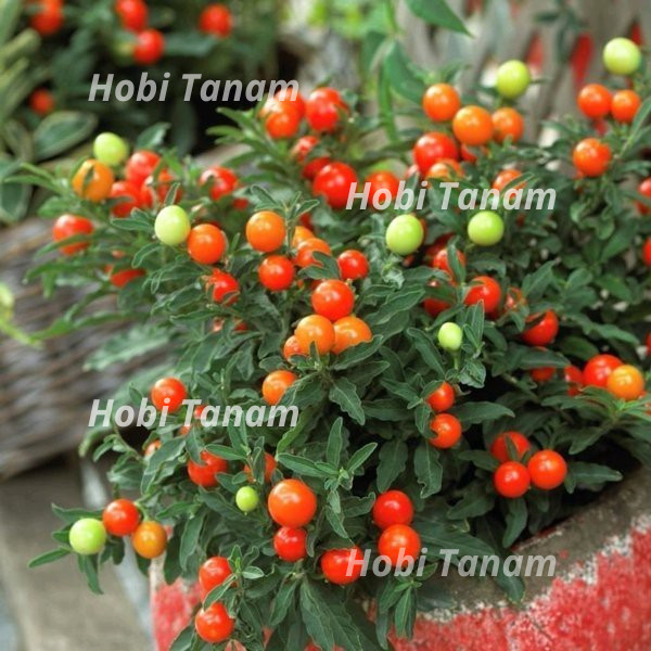 Bibit Tanaman Tomat Krismil / Tomat Hias bibit tomat krismil bibit tomat hias bibit tomat apel hias