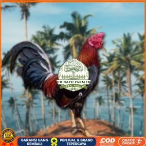 

telur ayam philipin asli AK47 bisa untuk di tetaskan jumbo UD NAFII FARM ID