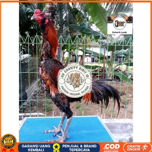 

telur tetas ayam khoyngon original berkualitas UD GHANIYY BIBIT ID