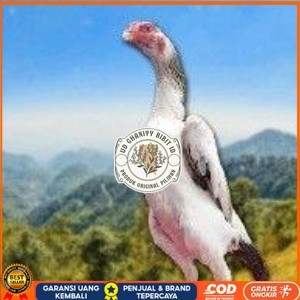 

telur tetas ayam shamo aduan vertil super garansi UD GHANIYY BIBIT ID