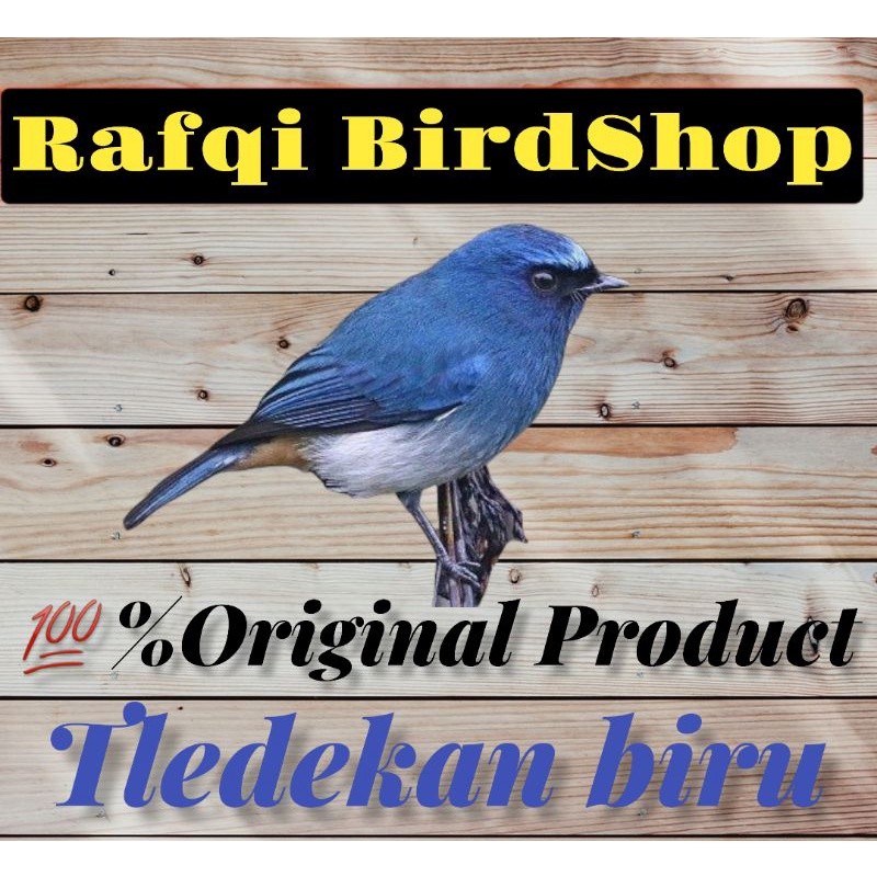 tledekan biru jantan rawatan