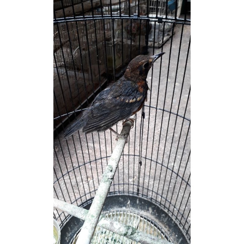 ANIS MERAH JANTAN ANAKAN MANDIRI