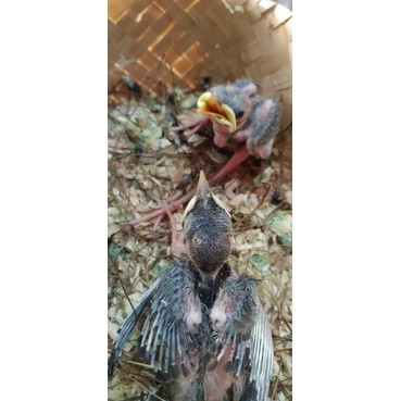 burung jalak nias anak lolohan ( satuan )