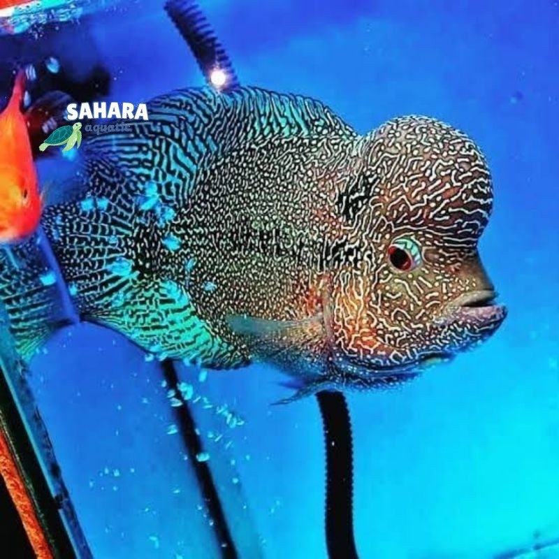 Burayak louhan Cencu 6-7 cm line series super